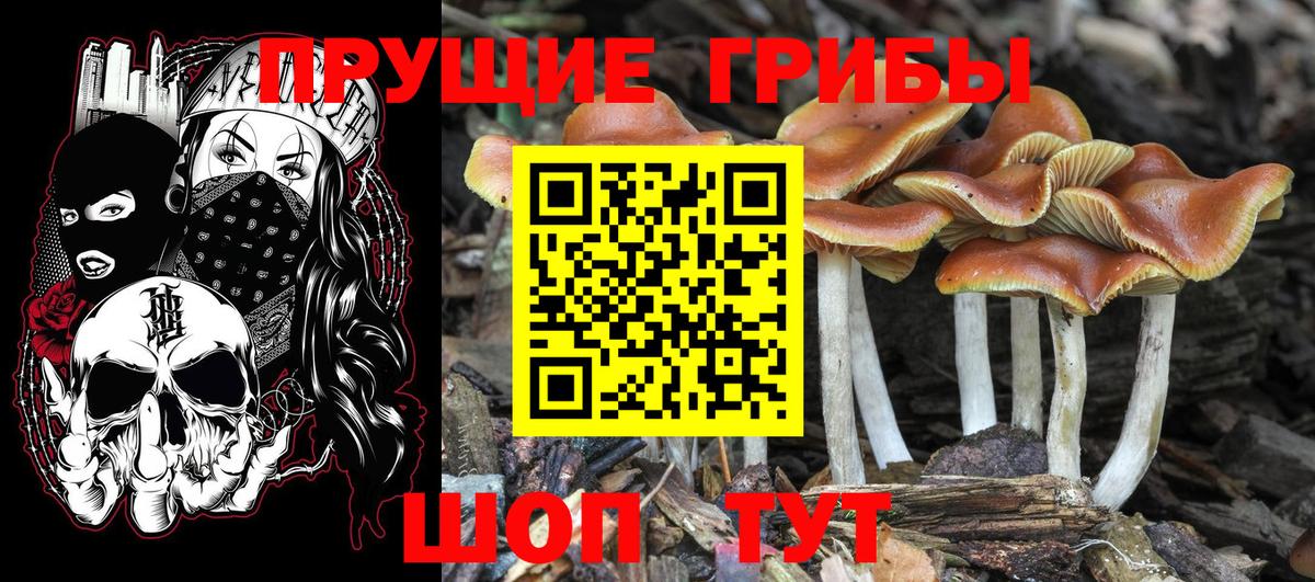 Псилоцибиновые грибы Cubensis  Вход с VPN  Кузнецк 